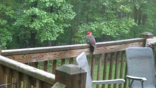 This video was taken in southwest Missouri. This was the first time we have seen a Pileated Woodpecker on our deck. It was up 