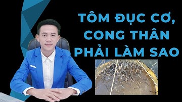 TÔM ĐỤC CƠ, CONG THÂN PHẢI LÀM SAO.