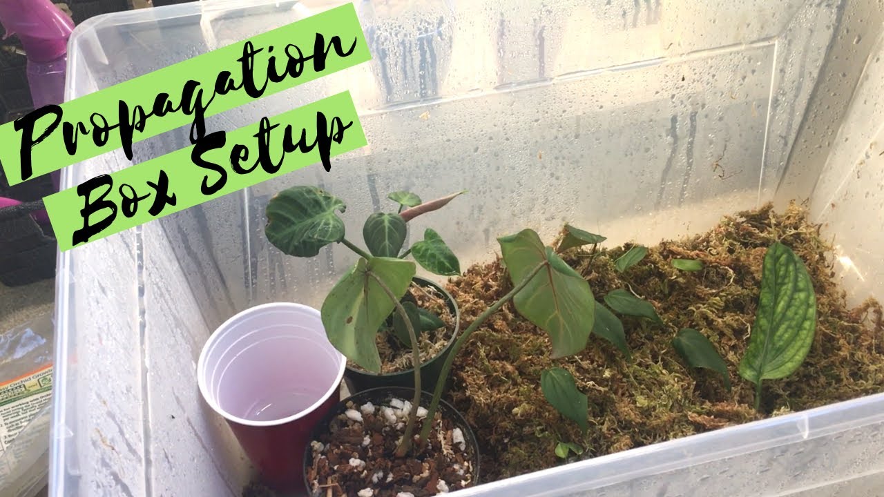 How To Set Up a Propagation Box for Beginners - The Peculiar Rose