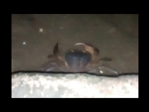 كابوريا نهر النيل المياة العزب حجم كبير