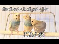 約一年前おとちゃんトロよっちゃんが死にました