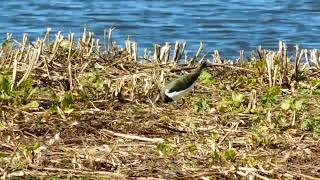 Download Lagu Lapwings MP3 Download Lagu Lapwings MP3