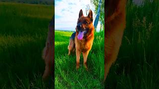 #germanshepherd #creatorsearchinsights #germanshepheard #puppy #love #gsds #malinois #doglife #gsd