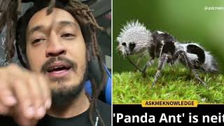The Panda Ant