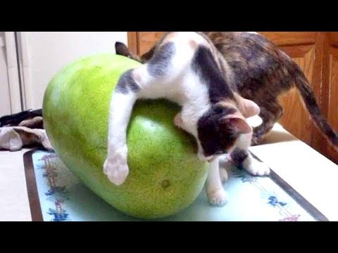 i'm-not-responsible-if-you-die-from-laughing---best-funny-animal-compilation