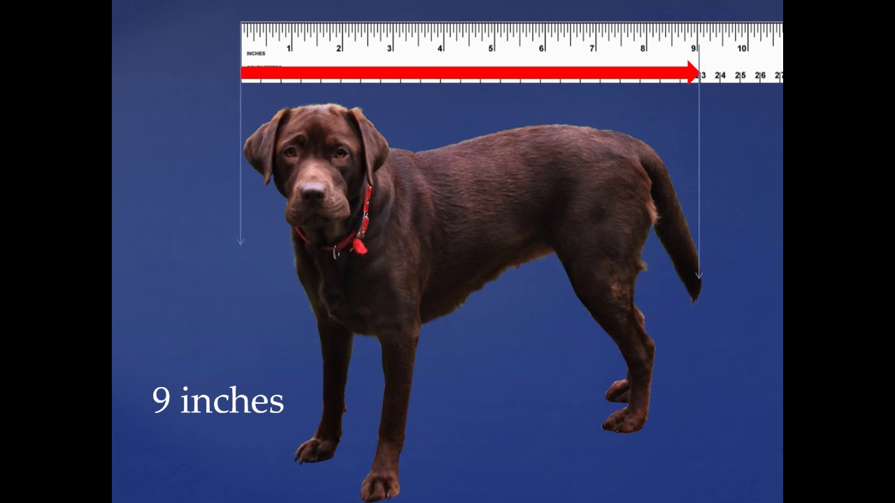 Grade 1: Math Lesson #97 Measuring To The Nearest Inch Using A Ruler ...