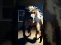 Dogman Caught on Doorbell Cam in Full Light #shorts