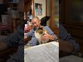 住職の肩に乗る新入り仔猫