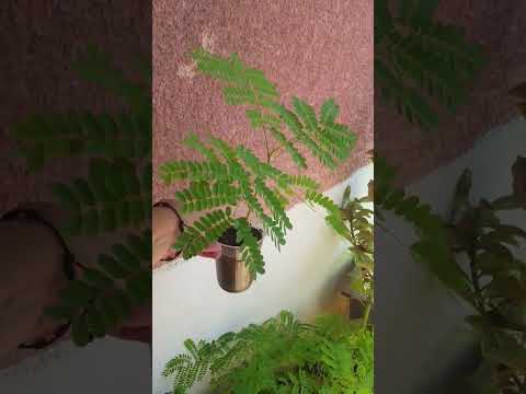 البونسيانا بعد ٣ اشهر   3 