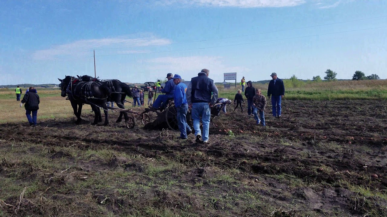 2018 Northern Minnesota Draft Horse Assn Field Day Potato Digger