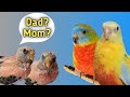 Incredible turquoisine parakeets raise baby bourke parakeets