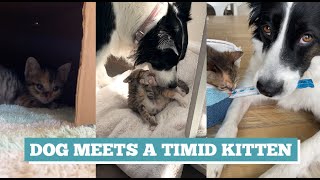 Dog meets a timid kitten -- Slow introduction