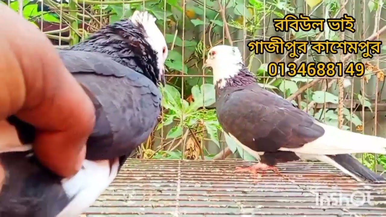 বাংলাদেশের জনপ্রিয় রাজগোল্লা কবুতর দেশি বোম্বাই কবুতর আরো আছে গিরিবাজ কবুতর কিনুন কম দামে