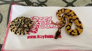 Ball Python Unboxing from Ozzy Boids