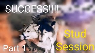 Stud  Session Part 1...Wooly Siberian Husky with shooter ... not Alaskan Malamute