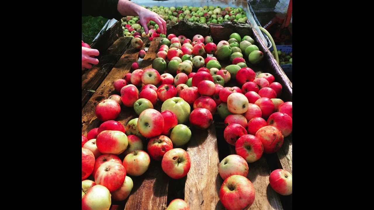 Yorkshire Cider Tour and Tasting Experience near Ripon