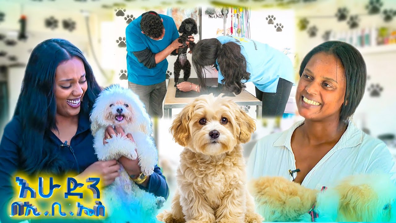 //ትንሽ እረፍት// የውሾች የውበት ሳሎን ገብተናል 😂 ማንን ለማሳረፍ? //በእሁድን በኢቢኤስ//