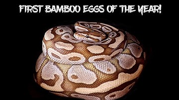 My First Bamboo Eggs of the Year!