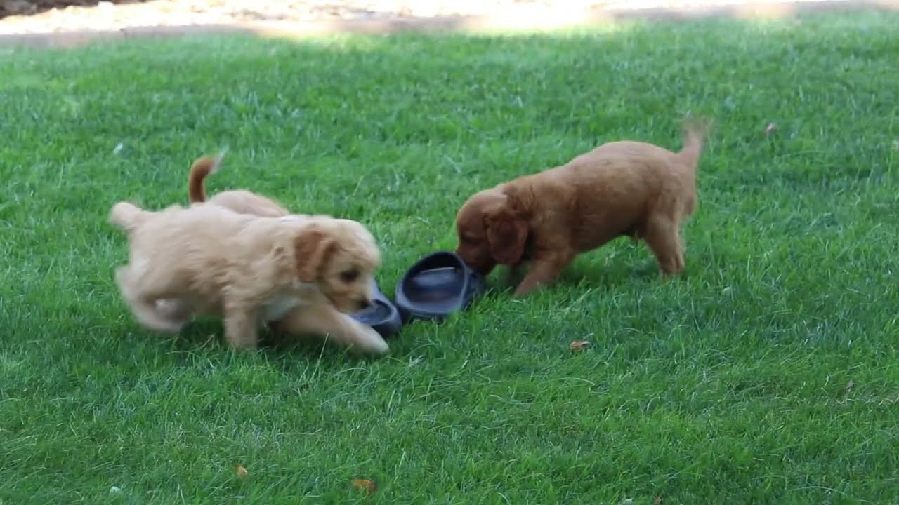 Cavapoo Puppies For Sale