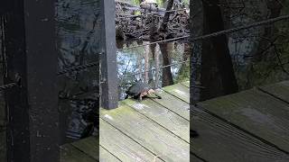Turtle Slow-Motion Diving off Deck #funnyanimals #cuteanimals #myrtlebeach