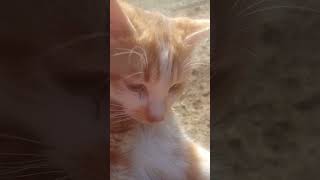 Ben Gönlümü Sana Verdim