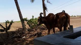 BULLOCKS|SADODAR|VILLAGE|VADI|INDIA|FARM