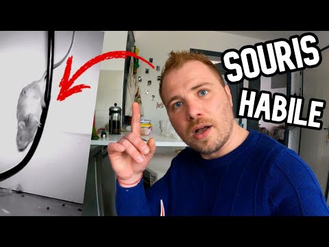 Souris qui grimpe le long d'un câble : ma capture filmée