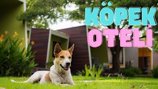 Köpek Oteli - Pet Oteli ve Köpek Pansiyonu İstanbul