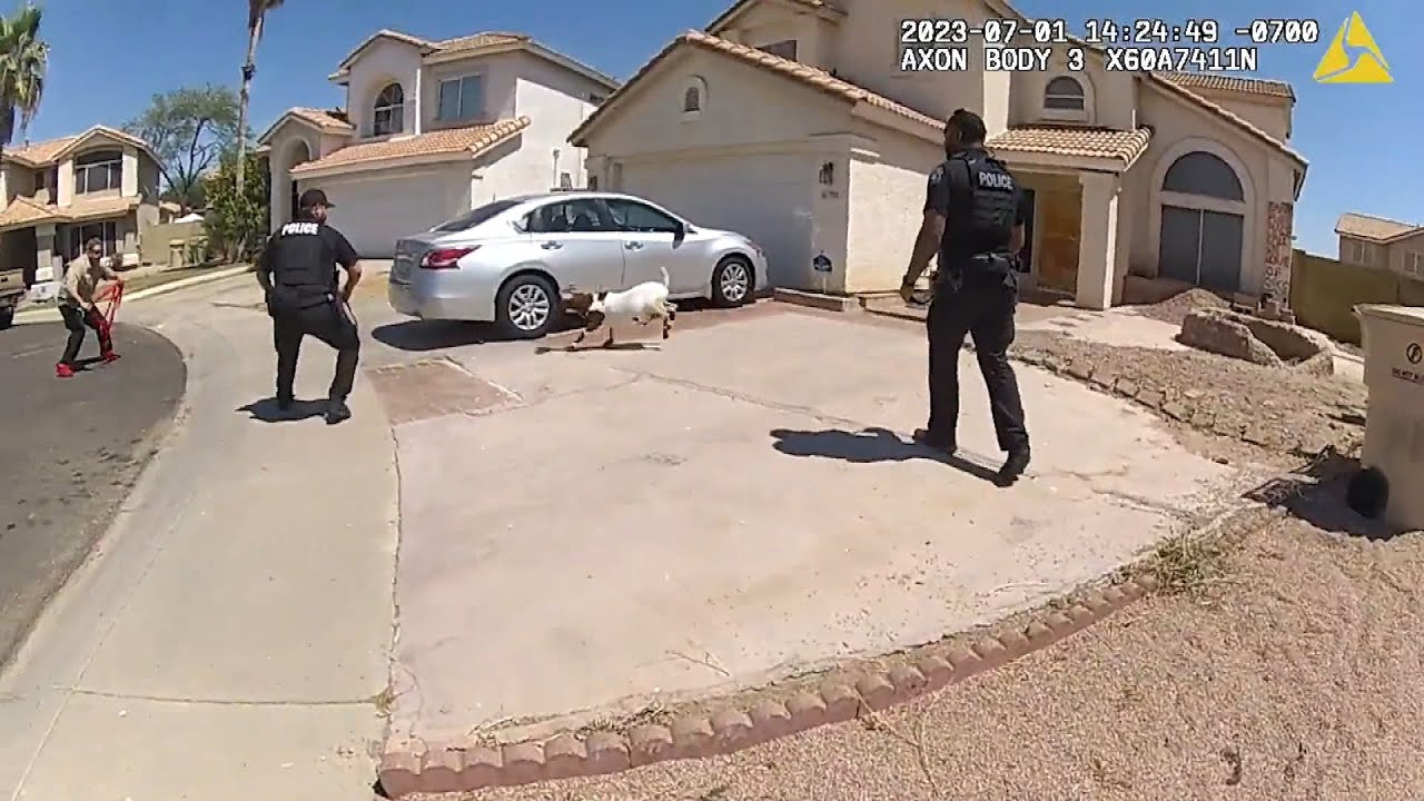 Goats Run Through Arizona Town