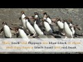 15 Interesting Things You Should Know About Crested Penguin