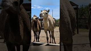 #camel #facts #animals #gulfbreezezoo