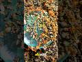 Surprising—how ants reacted to a single piece of candy. #ants #timelapse #survival