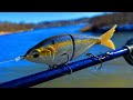 Fishing a shad swimbait for giant pike
