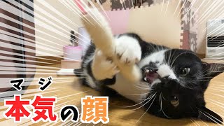 猫を夢中にさせる猫じゃらしをあげてみた♪