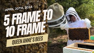 Moving 5 Frame NUCs to 10 Frame Hives (April 20th, 2024)