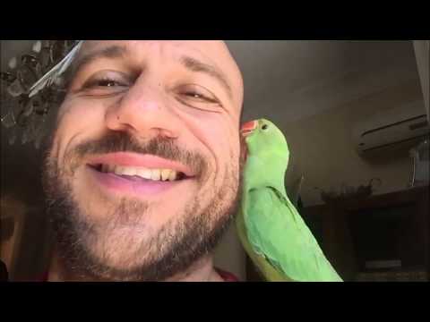أحمد مكي مع خورشيد و خضر الاسترالي و الدرة الهندي Ahmed Mekky With Budgie And Indian Ringneck 