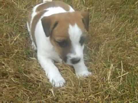 camera iphone 8 plus apk Cutest Puppy Runs Jack Russell 2