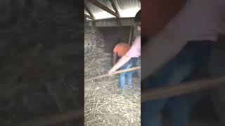les presento La verdadera Trilla chilota de trigo, en Isla Alao comuna de Quinchao...
