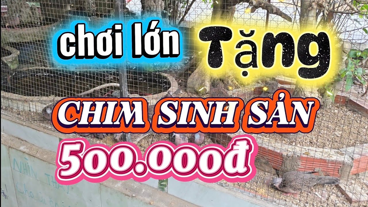 CHƠI LỚN - TRI ÂN anh em đam mê.