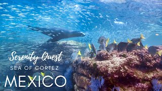 UNDERWATER ACROBATS︱THE SEA LIONS OF BAJA CALIFORNIA︱SEA OF CORTEZ︱MEXICO︱BEST DIVING 4K VIDEO