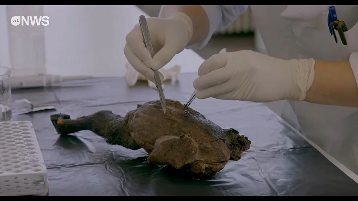 How to identify plants and animals using DNA analysis? (BopCo - demo video)