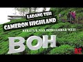 Cameron highland  ladang teh boh  ariff travel