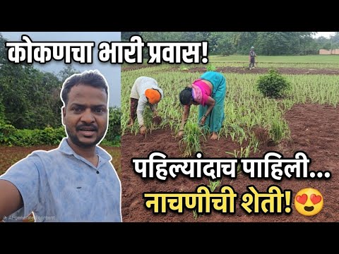 कोकणचा प्रवास आणि पहिल्यांदा बघितलेली नाचणीची शेती #kokan #farming #trevel 