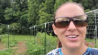 Famous Growing Squash vertically Wealth