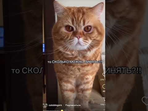 Кот обормот - YouTube