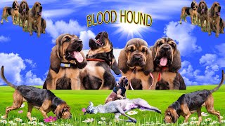 كل المعلومات عن الكلب الانجيليزي البوليسي BLOOD HOUND DOG