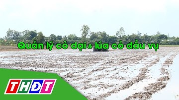 Quản lý cỏ dại và lúa cỏ đầu vụ | Syngenta Thông tin nông nghiệp - 10/11/2024 | THDT