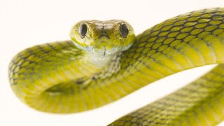 Michael Gove Snake