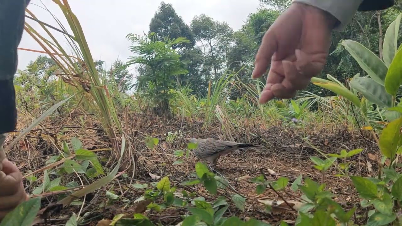 Sebelum Jergot Dan Sebelum Hujan 