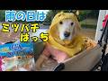 【ミツバチはっち】雨の日のお散歩を楽しみました。